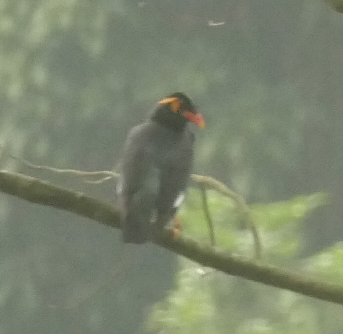 Common Hill Myna