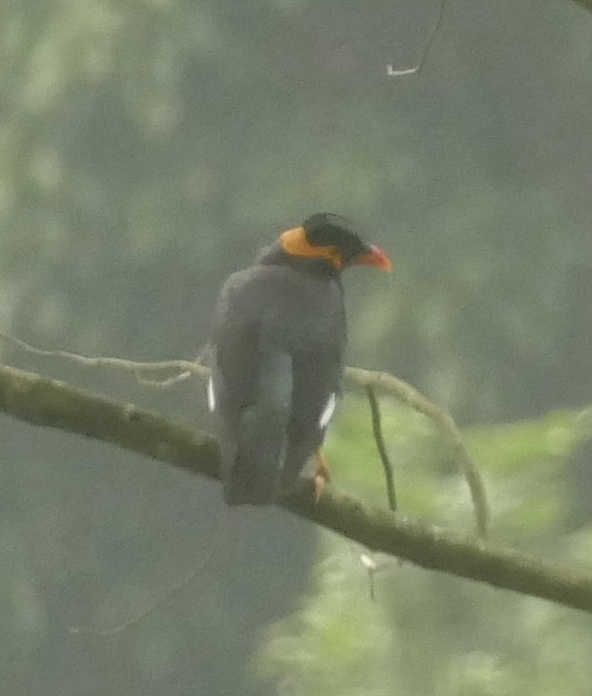 Common Hill Myna