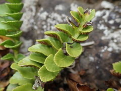 Asplenium decurrens