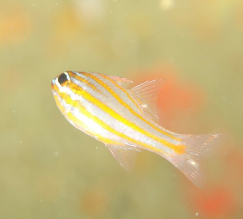 Photo of Yellowstriped cardinalfish (Ostorhinchus cyanosoma)