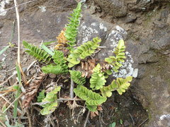 Asplenium decurrens