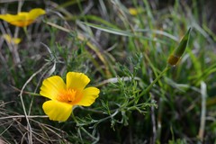 Eschscholzia californica californica