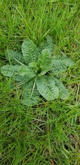Dipsacus fullonum