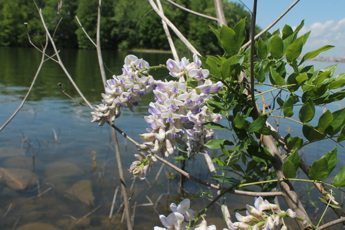 Image of Wisteria frutescens by (c) Dominic, some rights reserved (CC BY)