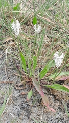 Plantago schwarzenbergiana, photograph author not stated, no rights reserved