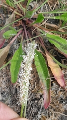 Plantago schwarzenbergiana, photograph author not stated, no rights reserved