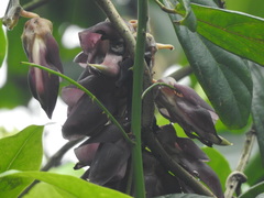 Mucuna championii