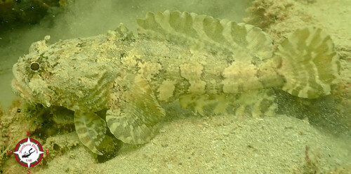 Colletteichthys occidentalis in life