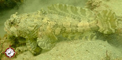 Arabian Toadfish photo 1