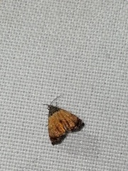 Tripudia goyanensis