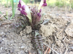 Pedicularis centranthera