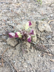 Pedicularis centranthera