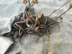 Lenophyllum guttatum