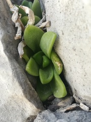 Sedum glabrum