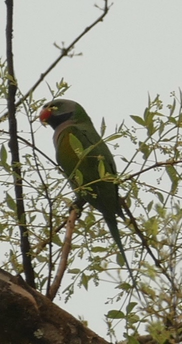 Red-breasted Parakeet