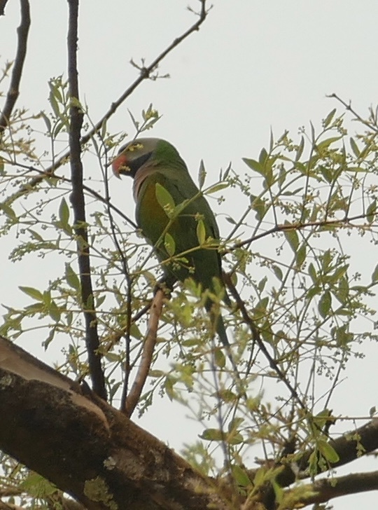 Red-breasted Parakeet