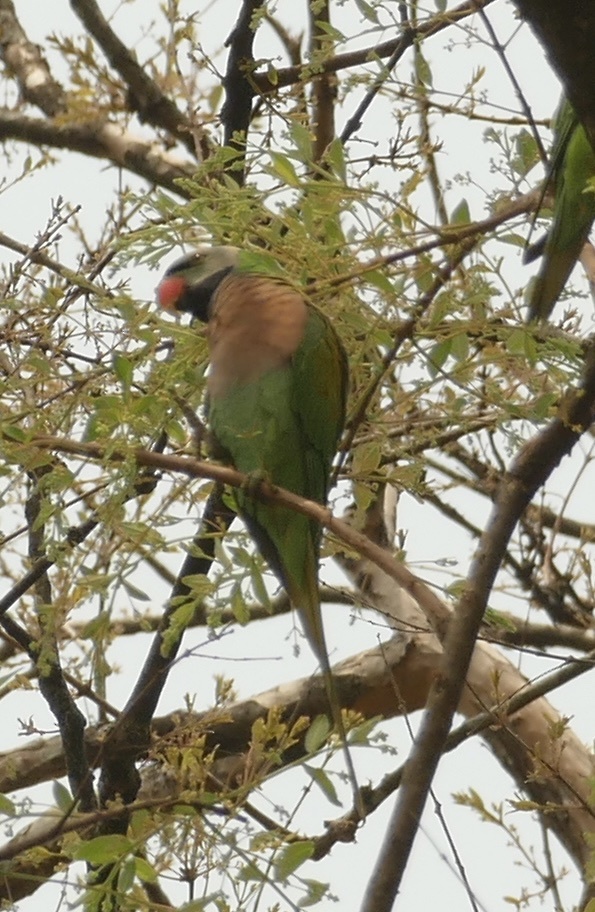 Red-breasted Parakeet