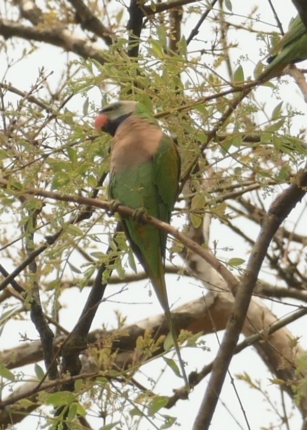 Red-breasted Parakeet