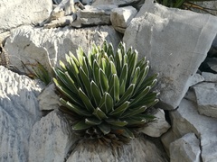 Agave victoriae-reginae