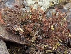 Cladonia crispata