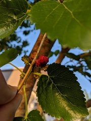 Morus nigra