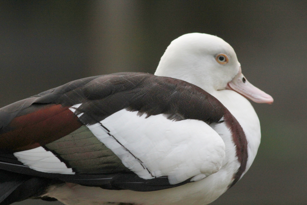 Radjah Shelduck
