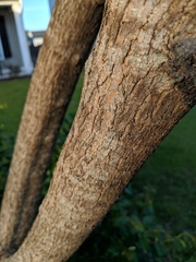 Morus nigra