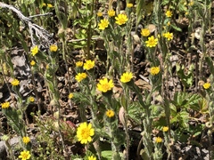 Layia hieracioides