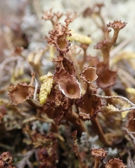 Media resource of Cladonia crispata