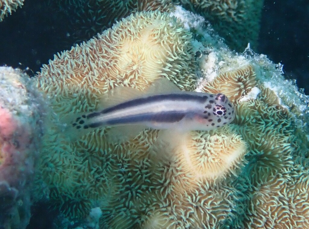 White-Lined Coral Goby