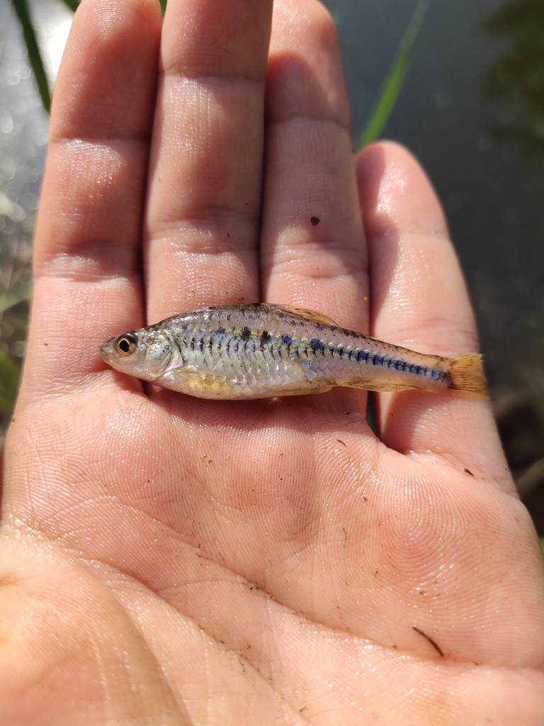 Squalidus nitens