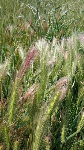 jačmeň myší (Hordeum murinum)