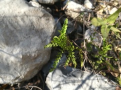 Chrysactinia pinnata