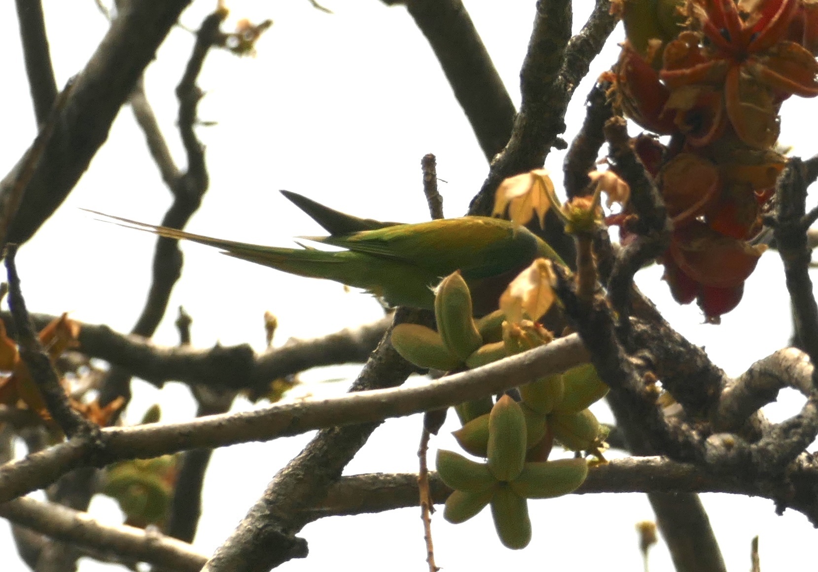 Red-breasted Parakeet