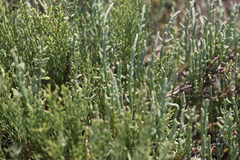 Arthroceras subterminale