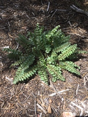 Pedicularis centranthera