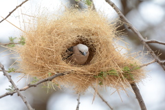 Grey-Capped Social Weaver photo 1
