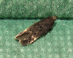 Bryotropha similis