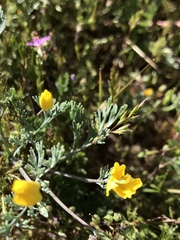 Eschscholzia minutiflora