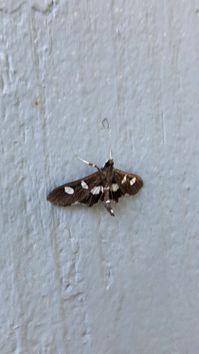 Grape Leaffolder and Leafroller Moths photo 4