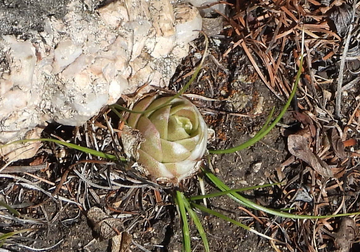Imagem de Orostachys malacophylla não possui um nome popular amplamente reconhecido no Brasil