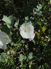 Calystegia occidentalis