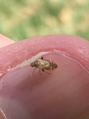 Hamatophylus guttulosus