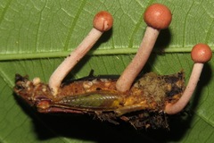 Paraisaria amazonica