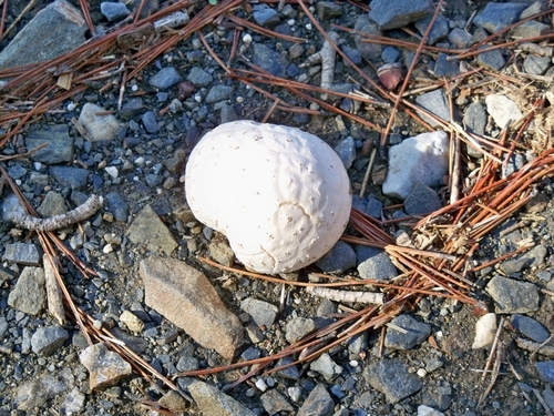 dwarf puffball (Lycoperdon dermoxanthum)
