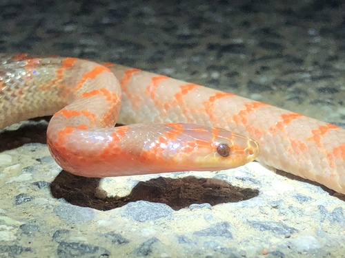 Red-banded Snake, 即墨区, 青岛市, 山东省, CN, photo 7 of 10