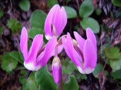 Primula frigida