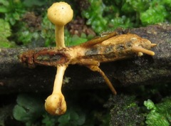 Ophiocordyceps dipterigena