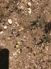 Leptosiphon lemmonii