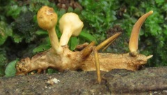 Ophiocordyceps dipterigena